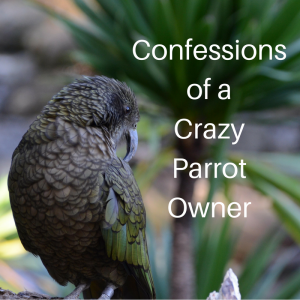 confessionsof-accrazyparrotowner